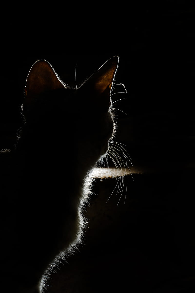 Кошка на черном фоне. Черная кошка на черном фоне. Кошка на темном фоне. Красивая кошка на черном фоне. Dark pets