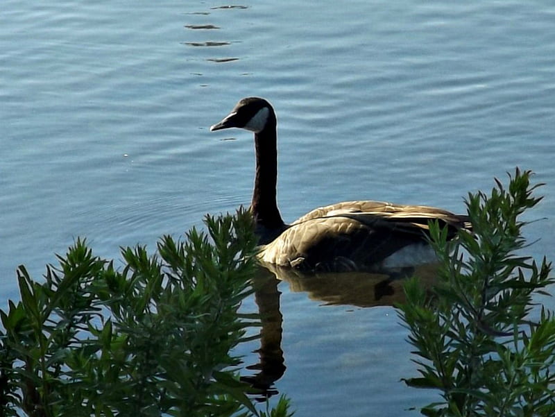 Canadian Geese, water, brush, blue, HD wallpaper