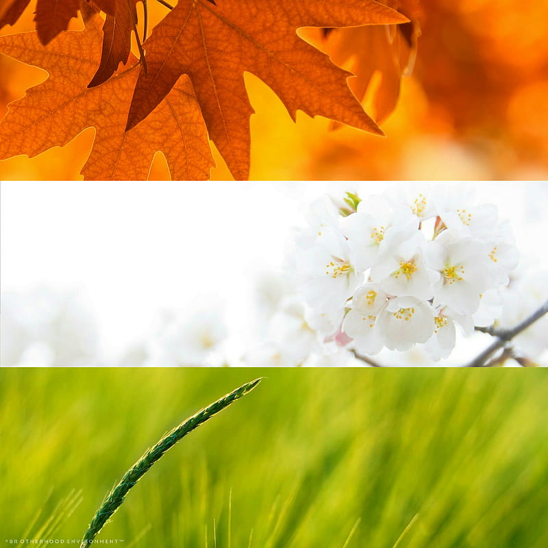 National tricolour, fall scenes, flower, leaves, scenes, tiranga, HD phone wallpaper