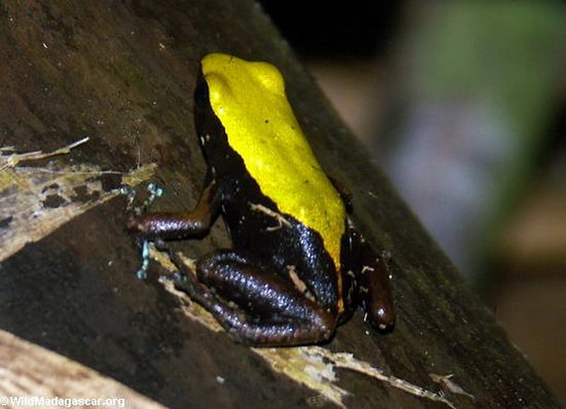 MANTELLA FROG, yellow, frog, black, log, HD wallpaper