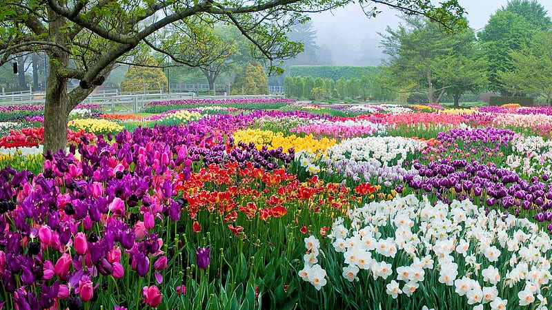 Longwood Gardens, Pennsylvania, daffodils, tree, blossoms, park, spring, tulips, sky, HD wallpaper