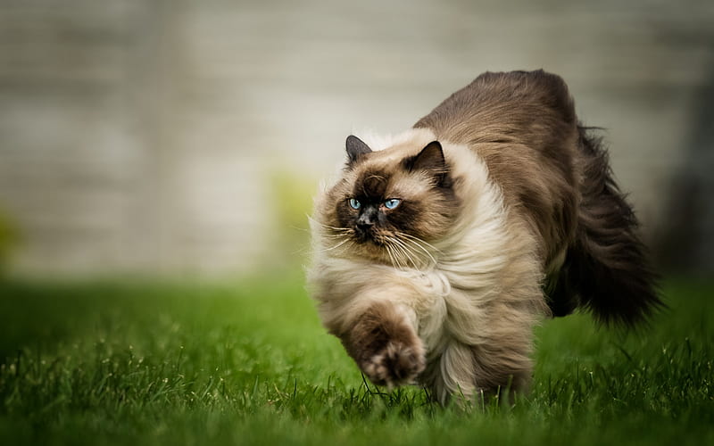 Siamese cat, brown fluffy cat, green grass, running cat, pets, cats, HD wallpaper