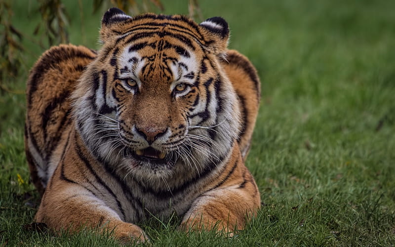 tiger, wild cat, predator, green grass, India, HD wallpaper
