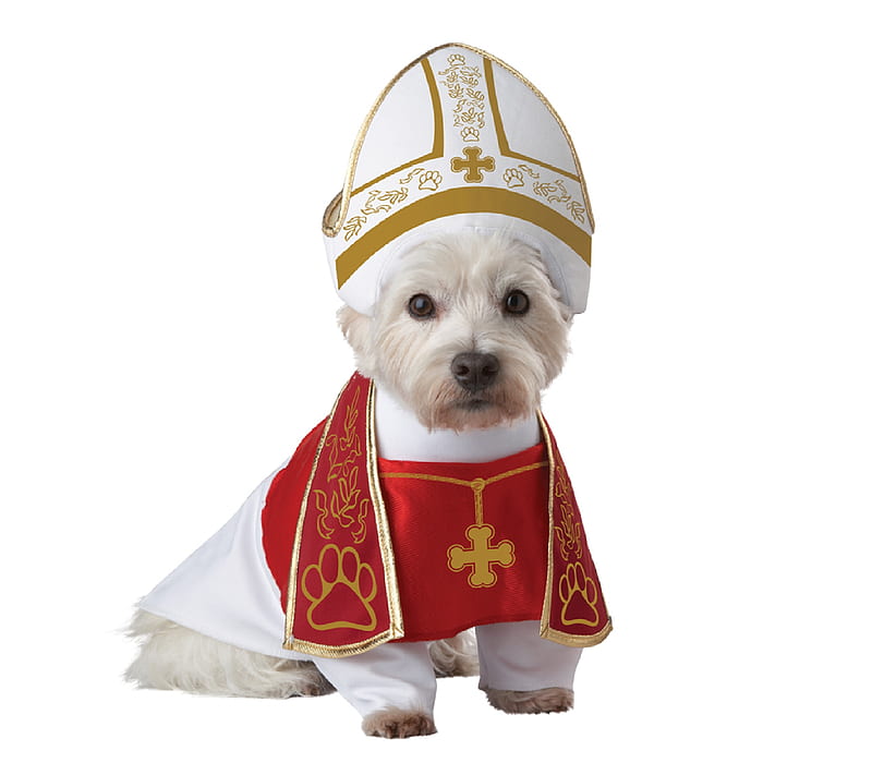 Pope Dog, cute, dog, fluffy, funny, happy n6, pope, religion, HD wallpaper