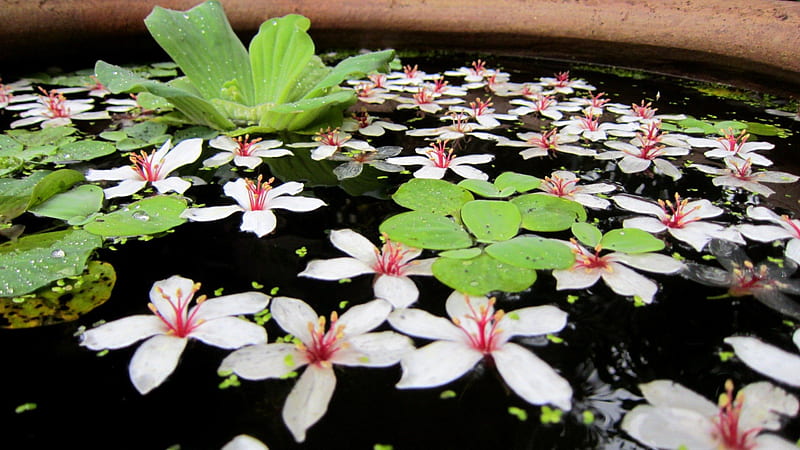 Flores caídas en el agua, en el agua, flor de tung, bonito, flores caídas,  Fondo de pantalla HD | Peakpx