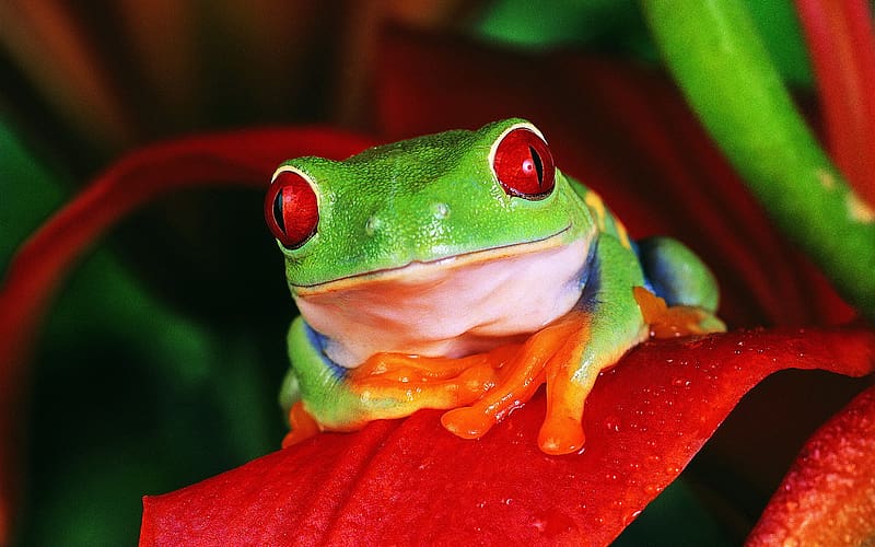 Frogs, Animal, Frog, Red Eyed Tree Frog, HD wallpaper | Peakpx