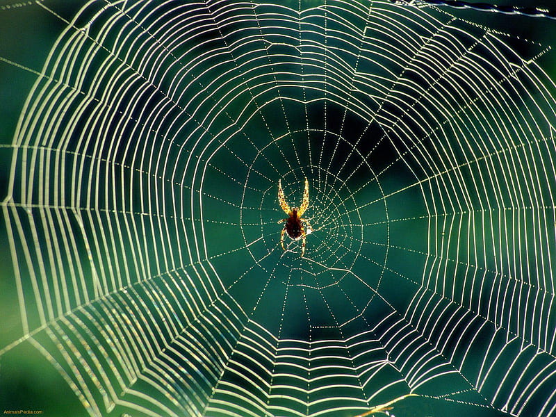 Spider Tapestry, orb weaver, spiral, web, impressive, gardens, desenho, fields, forests, HD wallpaper