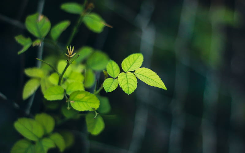 Jungle Green leaves-Macro, HD wallpaper
