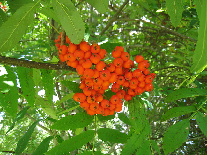 Rowanberry, tree, green, orange, garden, rowan-berry, HD wallpaper