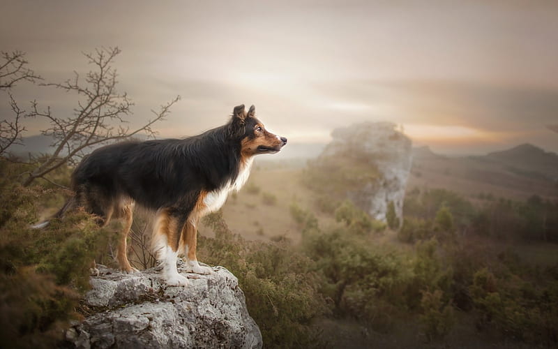 Lassie - A Dog With Colorful Background