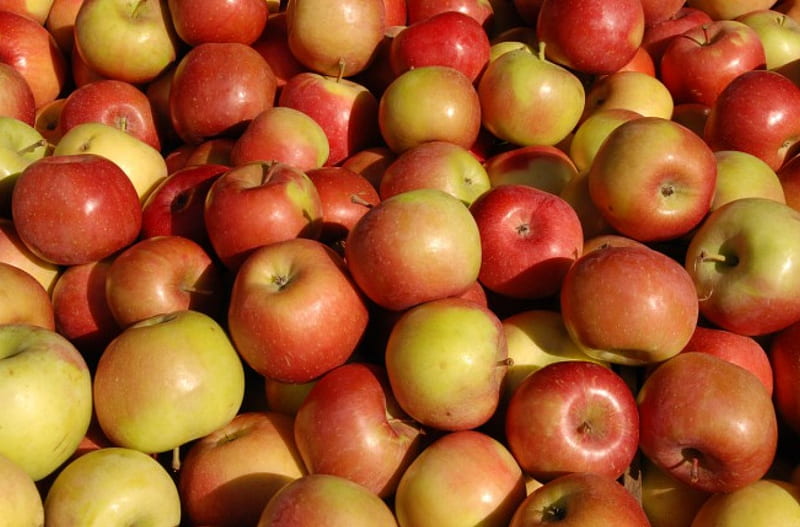 Rosey Apples, apple, fruit, appetite, rosey, HD wallpaper