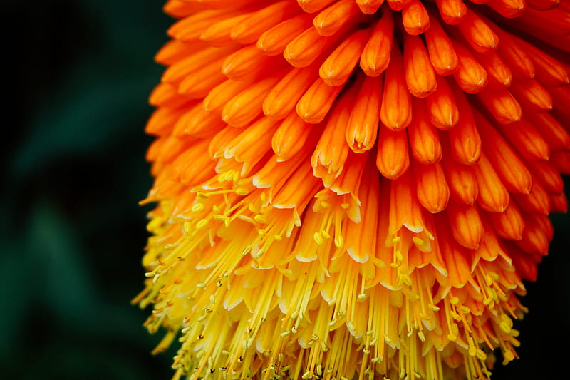 selective focus graphy of orange and yellow petaled flower, HD wallpaper