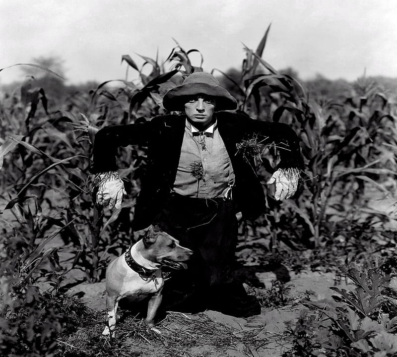 Buster Keaton Scarecrow Wizard Of Oz, Wizard Oz Oz, Keaton, Man, Scarecrow, Buster, Actor, HD wallpaper