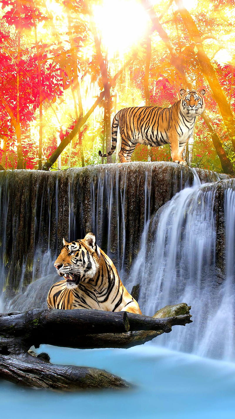 beautiful scenery, animal, fall, nature, tiger, tree, water, wild, HD phone wallpaper