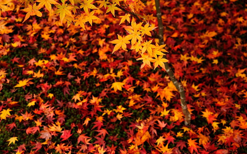 Maple Leaf-Enkoji Temple Autumn, HD wallpaper