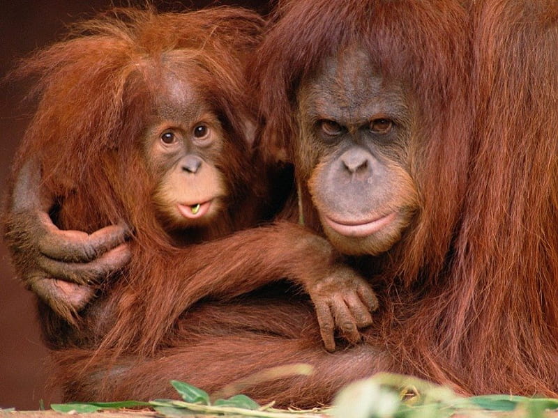 Orangutan Protective , orangutan, animals, HD wallpaper