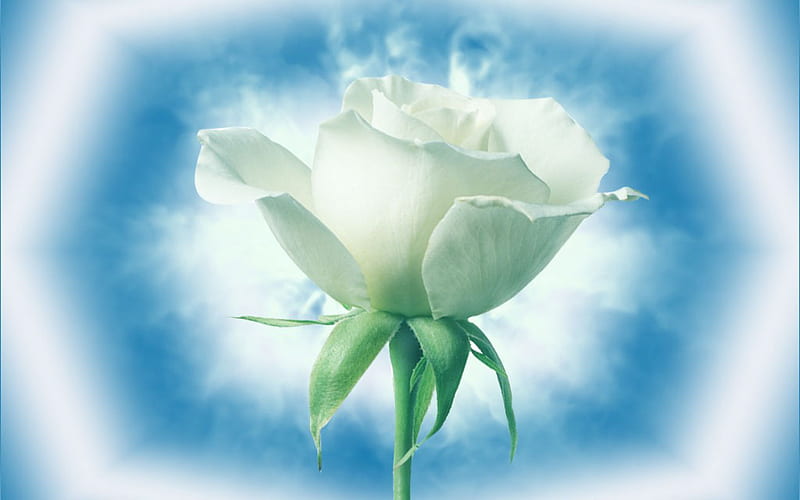 Beautiful heavenly white rose., worthy, innocence, secrecy, silence, HD wallpaper