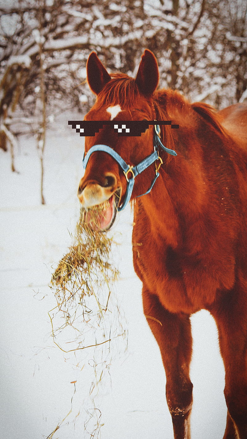 Deal With It, animal, cool, forest, funny, horse, meme, pets, snow, winter, HD phone wallpaper