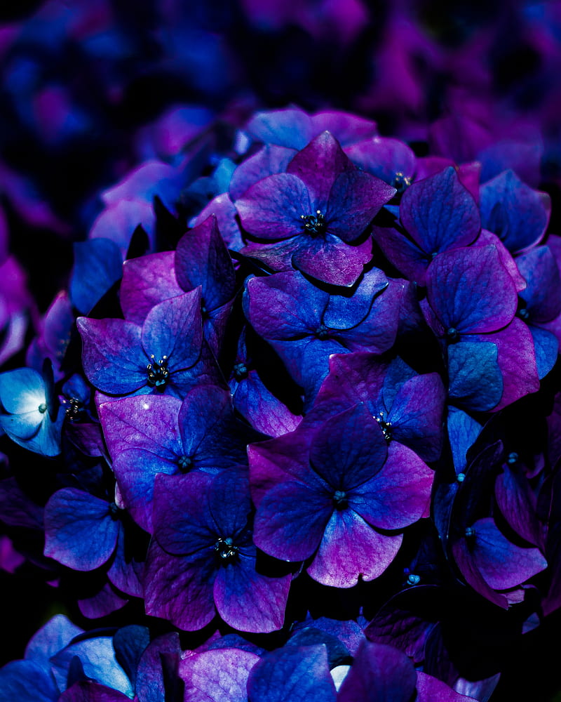 hydrangea, flowers, inflorescence, blue, bloom, HD phone wallpaper