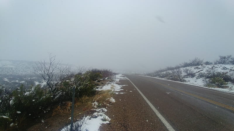 Snow Storm AZ 2019, nature, feburary, gloomy, white, trees, tree, road, fog, HD wallpaper