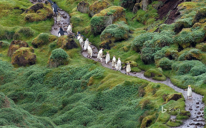 Royal penguins at Macquarie Island Tasmania, Penguins, at, Royal, Australia, Tasmania, Island, Macquarie, HD wallpaper