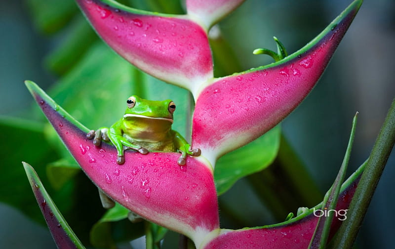 Pink castle for a prince charmed disguised, frog, green, flower, funny, pink, animal, HD wallpaper