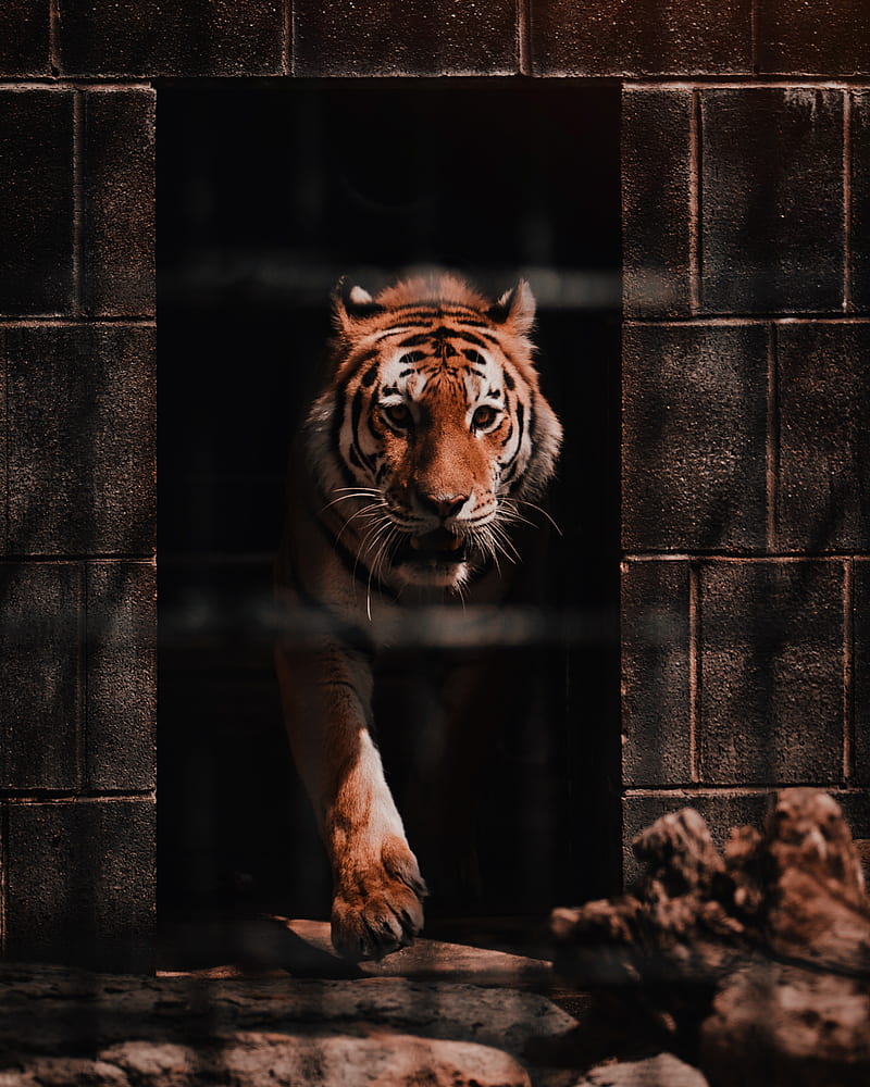 tiger, predator, big cat, wild, HD phone wallpaper