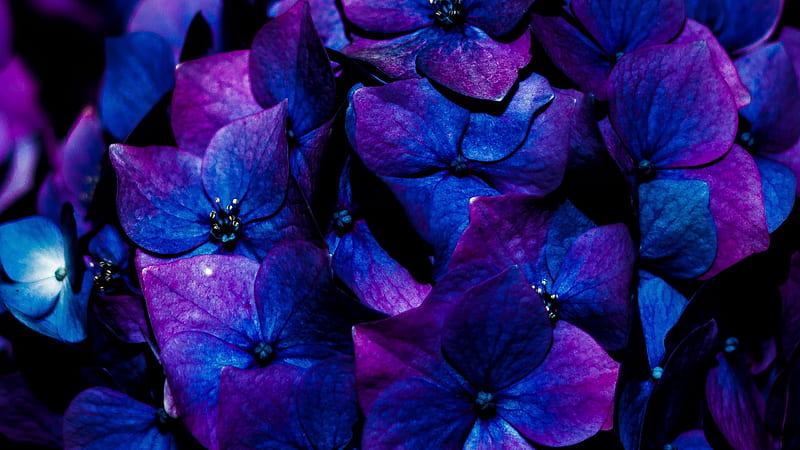 Hydrangea Flowers Inflorescence Flowers, HD wallpaper