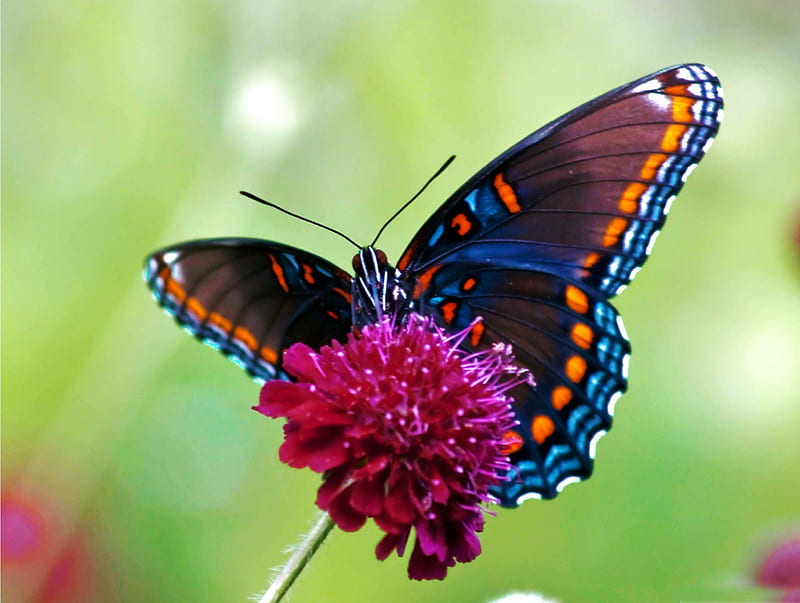 Colorful Butterfly, flower, insect, wings, tropical, HD wallpaper