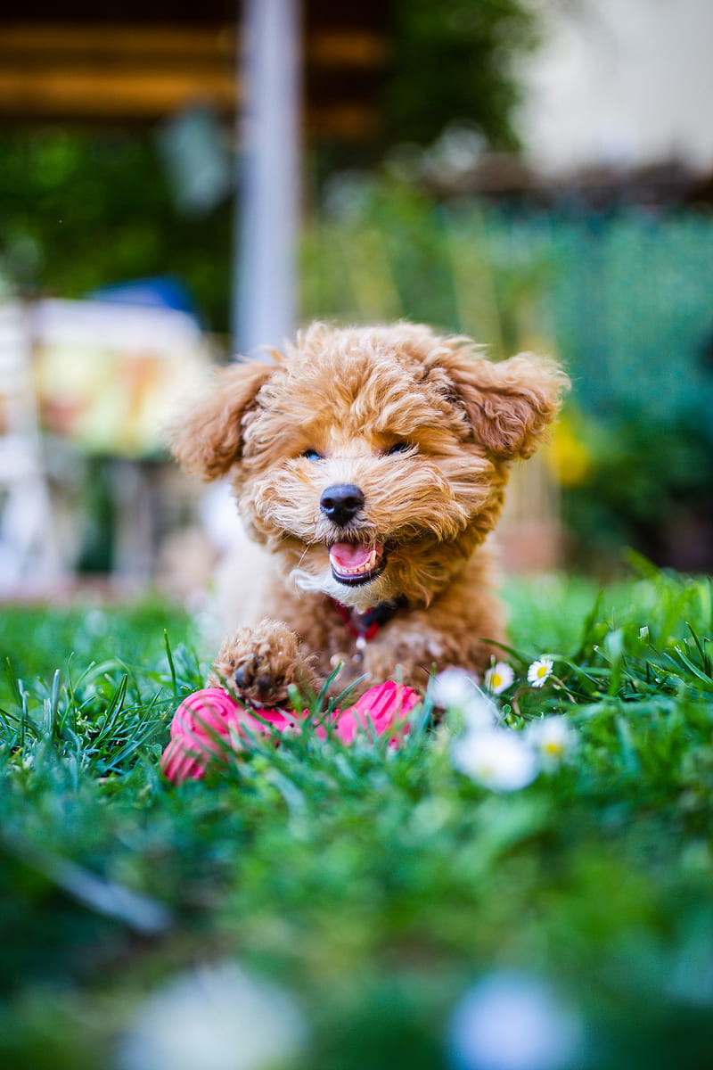 poodle, dog, pet, smile, fluffy, funny, cool, HD phone wallpaper