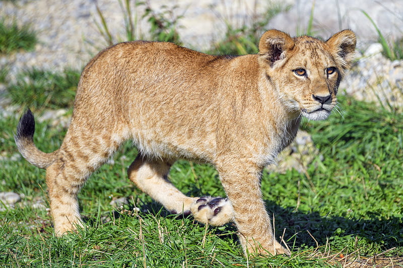 lion cub, lion, predator, cub, grass, HD wallpaper