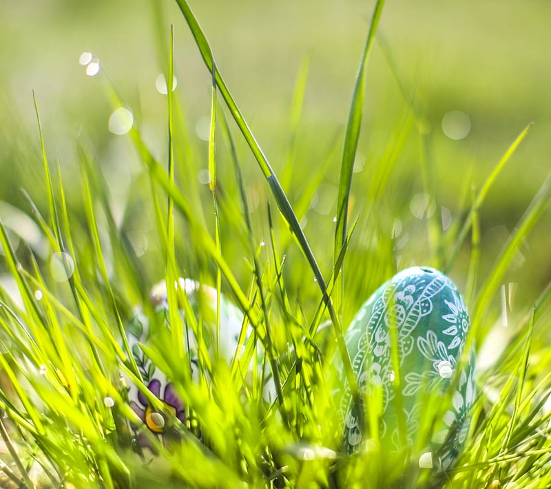 Easter Flash, 2014, eggs, grass, nature, pfurman, poland, HD wallpaper