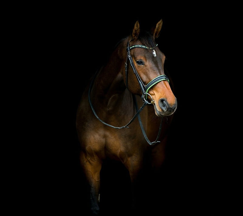 Horse, brown, background, dark, HD wallpaper
