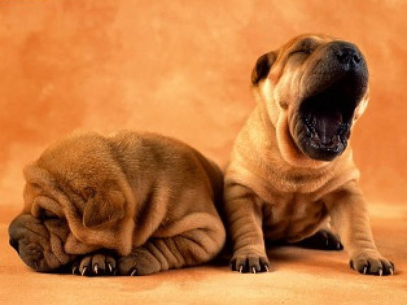 Sharpei Puppies, yawning, 2, dogs, HD wallpaper