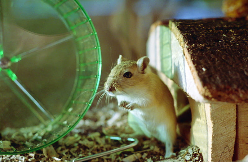 This Couple Made Fine Art For Their Gerbil, How's Your Quarantine Going?, HD wallpaper