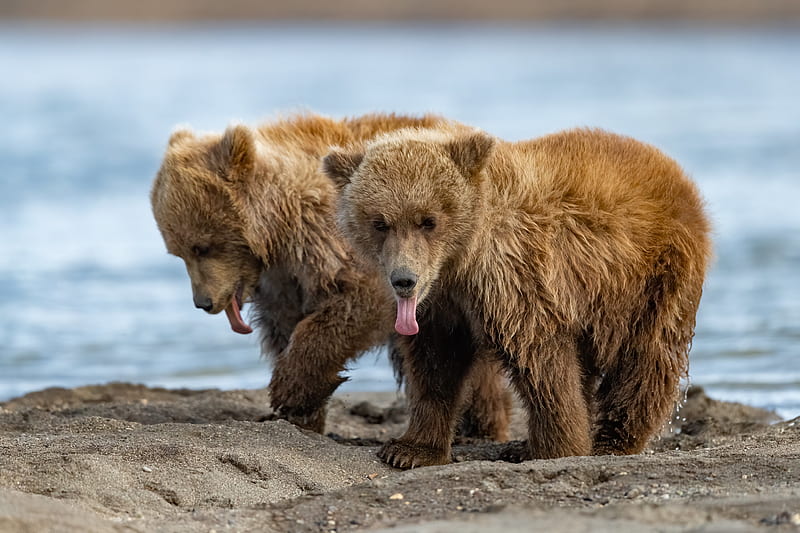 Bears, Bear, Baby Animal, Cub, Wildlife, HD wallpaper | Peakpx