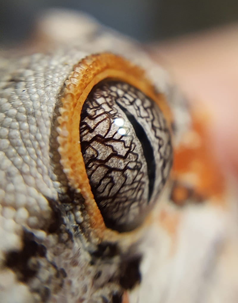 Gecko Eye, black, crocodile, eyes, gargoyle gecko, lizard, orange, raptor, white, HD phone wallpaper