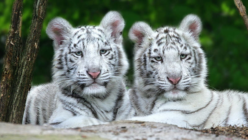 Two White Tiger Are Lying Down On Tree Trunk In A Blur Green Background Animals, HD wallpaper