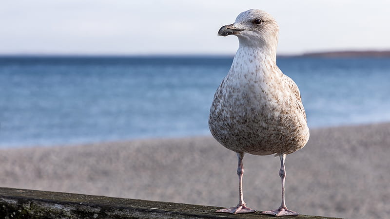 White Seagull Is Standing On Wood In A Blur Sea Background Animals, HD wallpaper