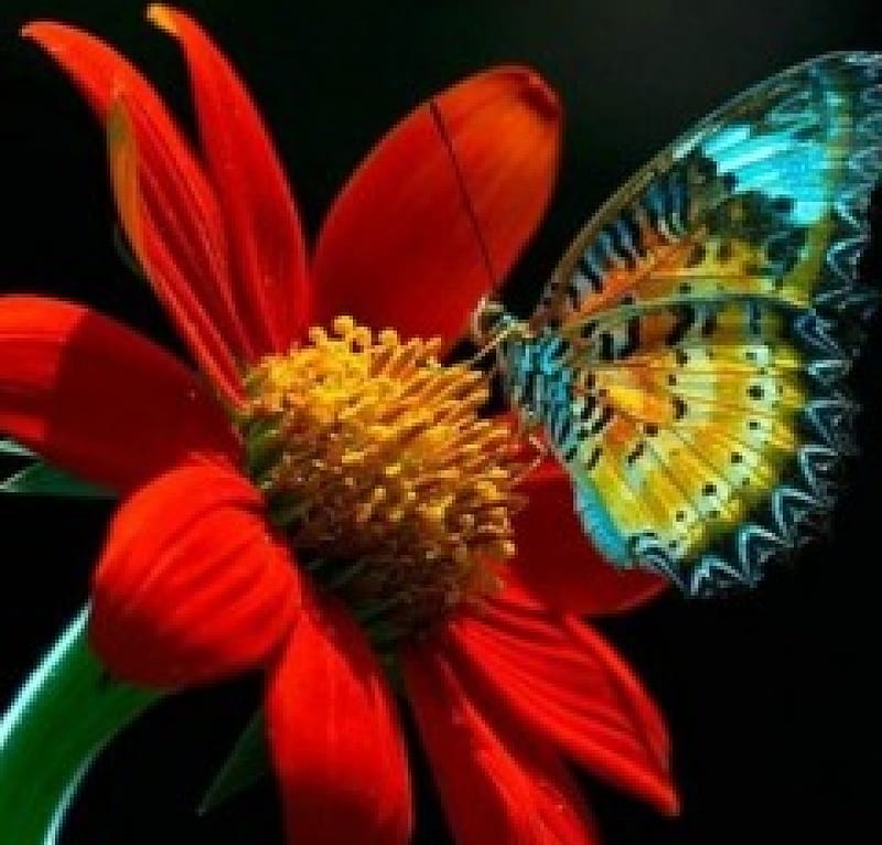 Butterfly on Flower, red, butterfly, flowers, daisy, insects, animal, HD wallpaper