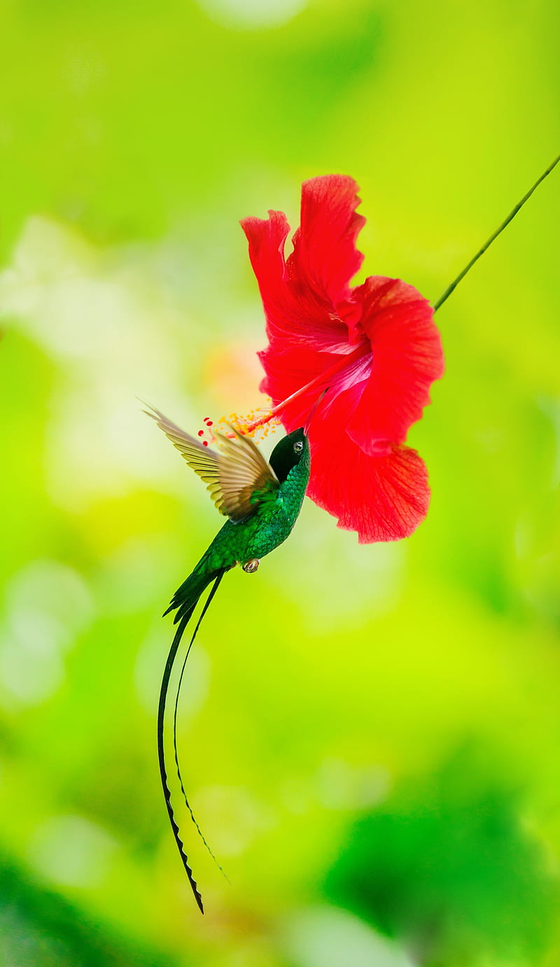 Birdy, bird, flower, hummingbird, nature, HD phone wallpaper