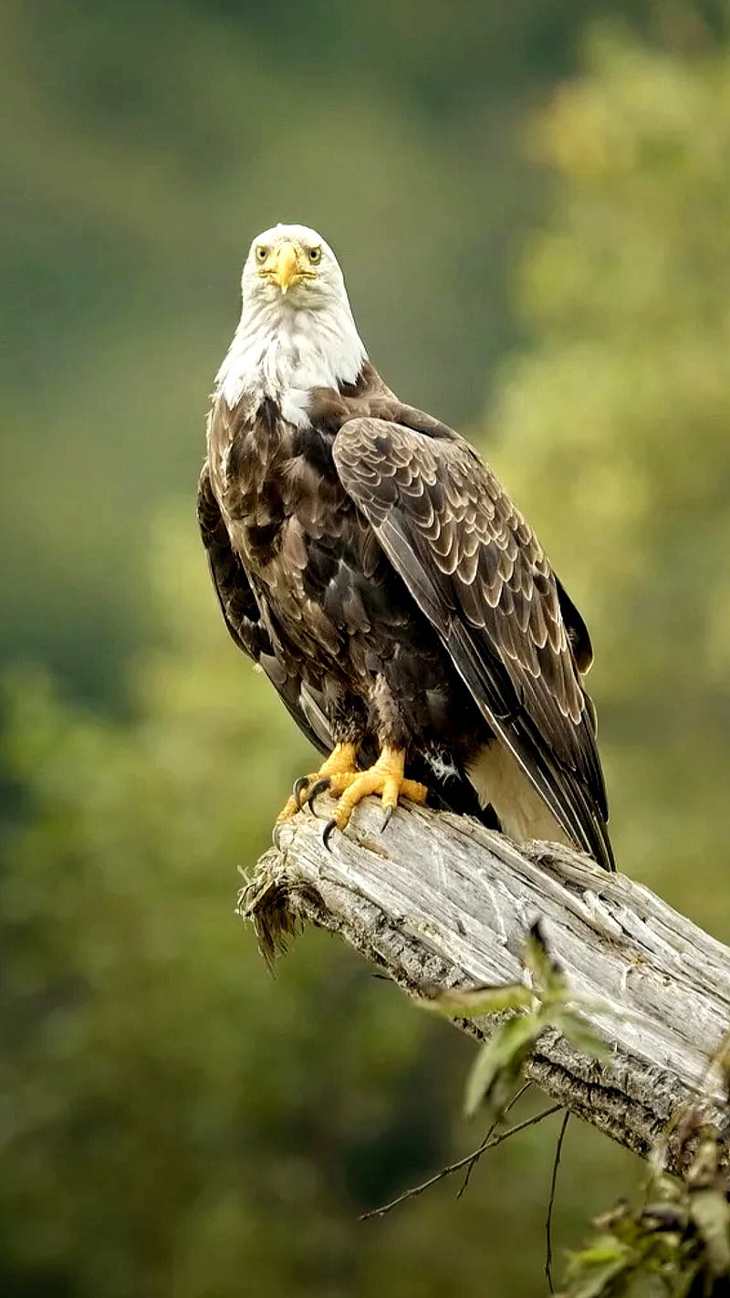 Very proud, animal, bird, eagle, king, nature, sharp eyes, HD phone wallpaper