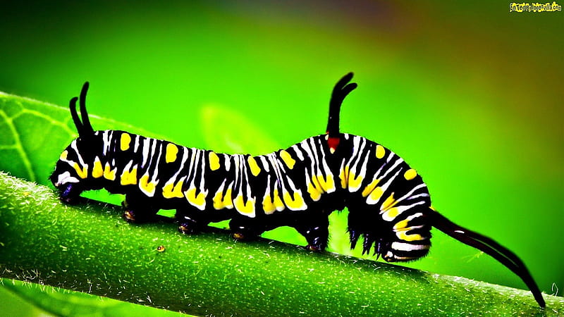 Caterpillar on a Stem, bug, caterpillar, green, black, yellow, nature, stem, HD wallpaper