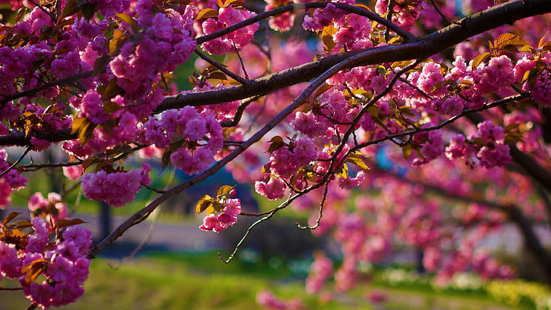 Closeup View Cherry Pink Blossom Flowers Tree Branches In Blur Flowers Background Flowers, HD wallpaper