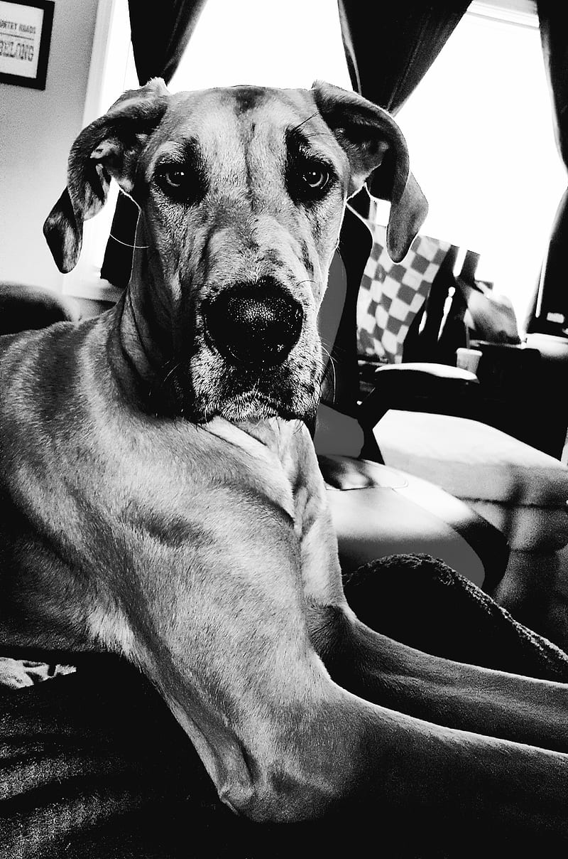 Gran danés, perro grande, blanco y negro, perro, raza grande, Fondo de  pantalla de teléfono HD | Peakpx