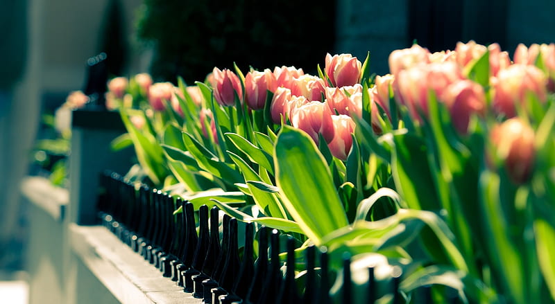 Morning Moment, fence, flower bed, flowers, nature, sunshine, tulips, HD wallpaper