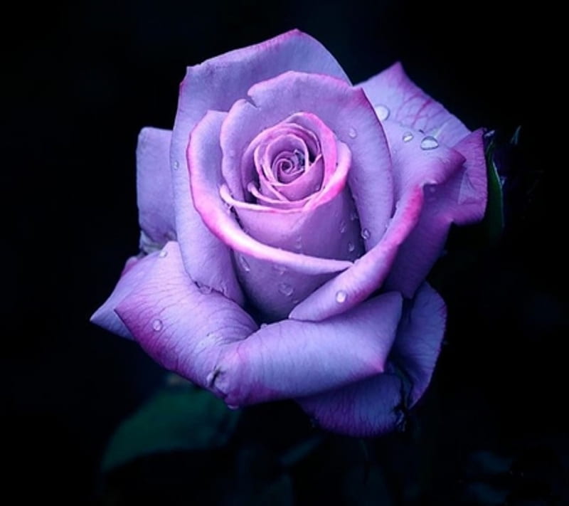 Purple Rose, flower, nature, HD wallpaper