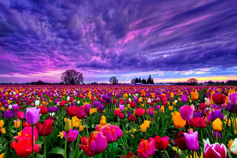 SPRING FIELD, nature, spring, tulips, field, HD wallpaper