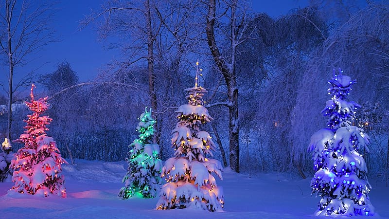Canadian Christmas Evening, landscape, trees, lights, snow, HD wallpaper