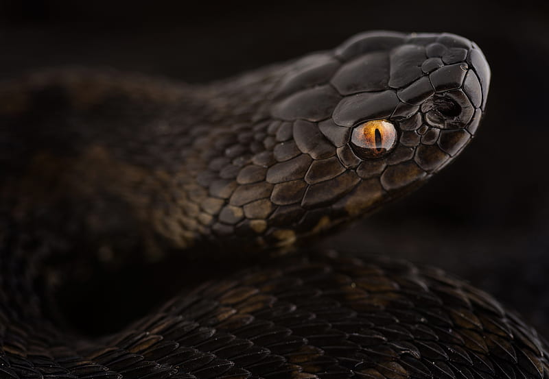 Reptiles, Snake, HD wallpaper